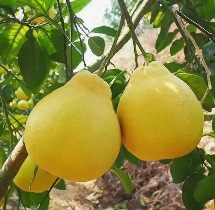 正宗广西容县自家果园沙田柚山顶老树果