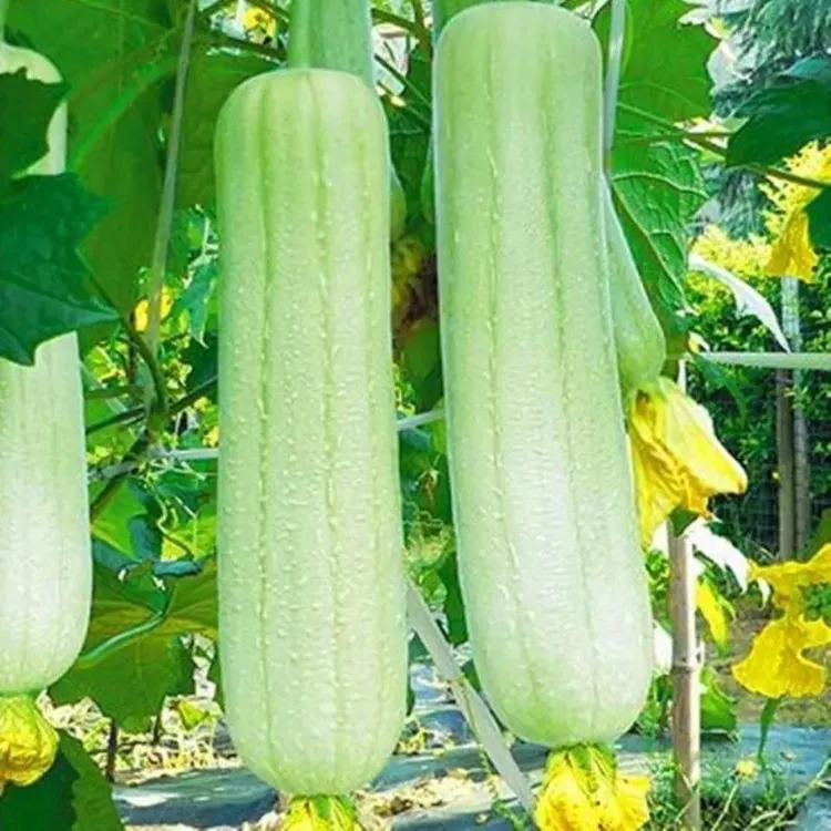 奶油丝瓜种子早熟特大四季蔬菜种子