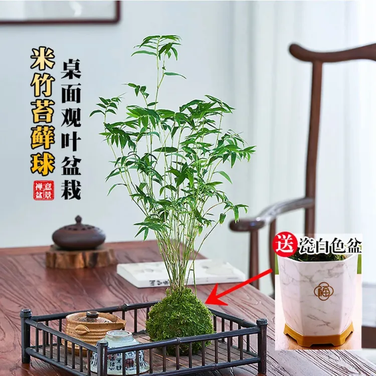 米竹植物凤尾竹子盆栽苔藓新中式懒人小盆景办公茶桌面室内绿植