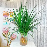 【买一送一】【90cm-1米】黑珍珠龙血树绿植室内盆栽黑珍珠龙血树