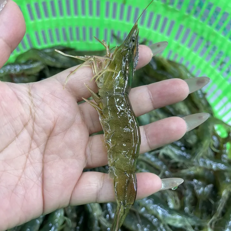 大连海水大虾盒装发货 （40头内每斤）顺丰发货