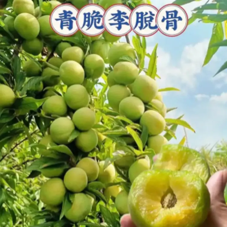 四川正宗脱骨青脆李脆红李新鲜应季水果（京东空运／中通快递）