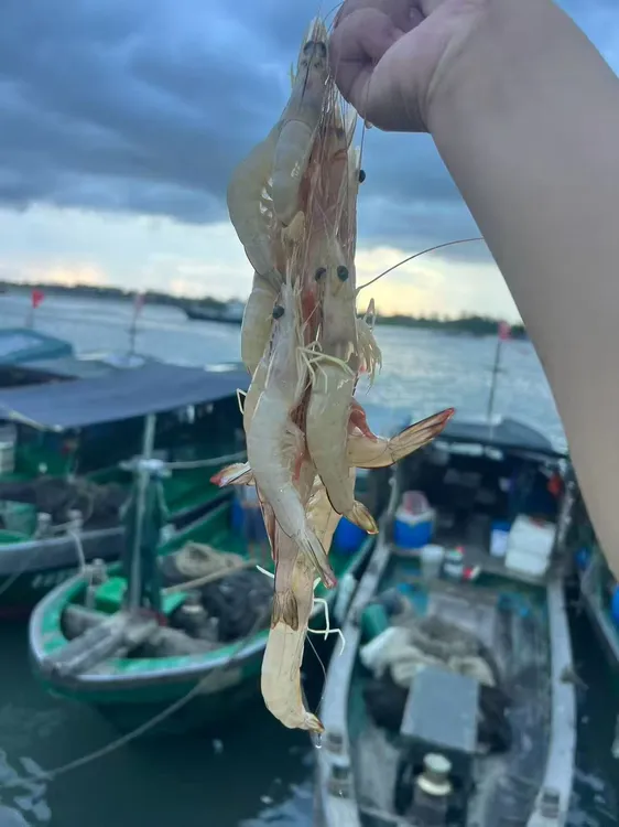 湛江本港野生大白虾明虾新鲜海鲜水产天然速冻大虾野生白虾1600G