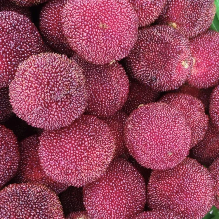 仙居东魁杨梅新鲜现摘当季水果大果香甜爆汁顺丰空运