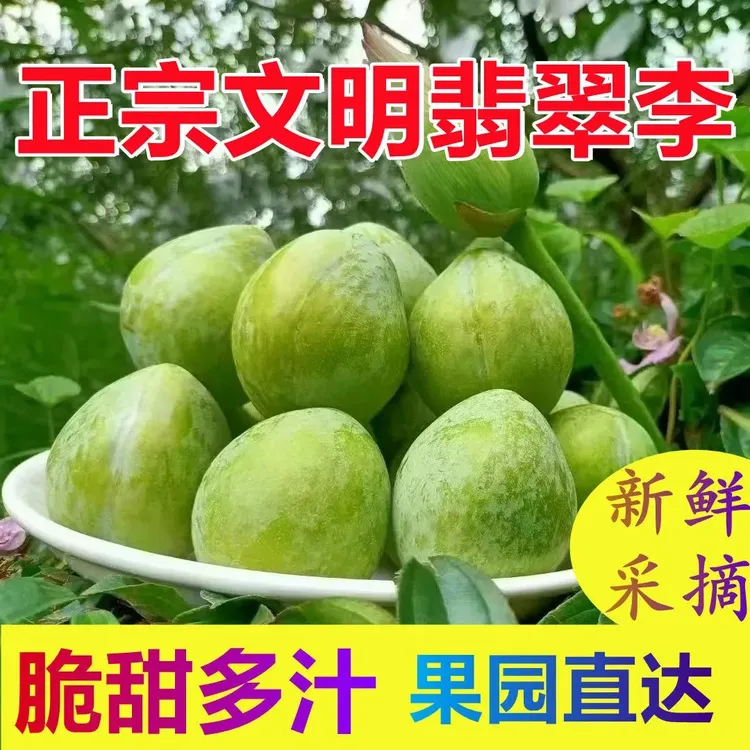 正宗湖南文明翡翠李新鲜水果现摘青奈李脆甜李子油奈孕妇青脆李