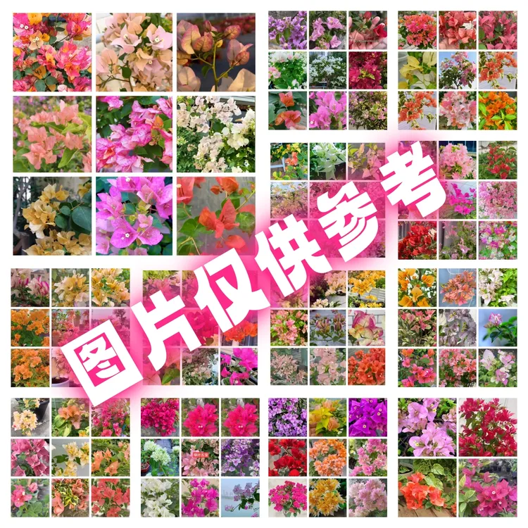 三角梅老桩盆景基地直发