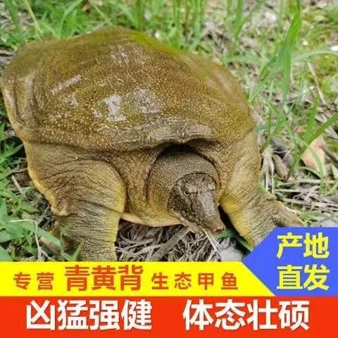外塘公甲鱼散养冷水泥巴池生态鲜活王八食用黄油老鳖