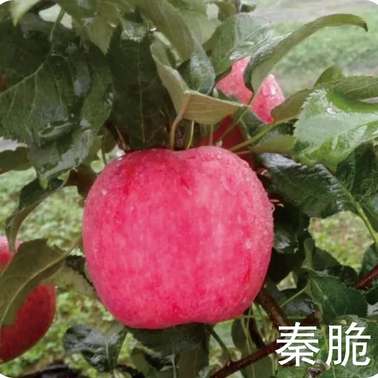 陕西白水秦脆苹果礼盒装酸甜脆爽