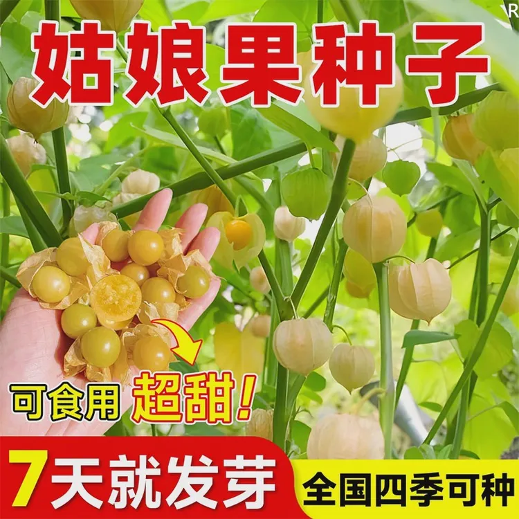 .姑娘果种籽超甜特大果种子东北黄菇娘果阳台盆栽庭院奇异水果种