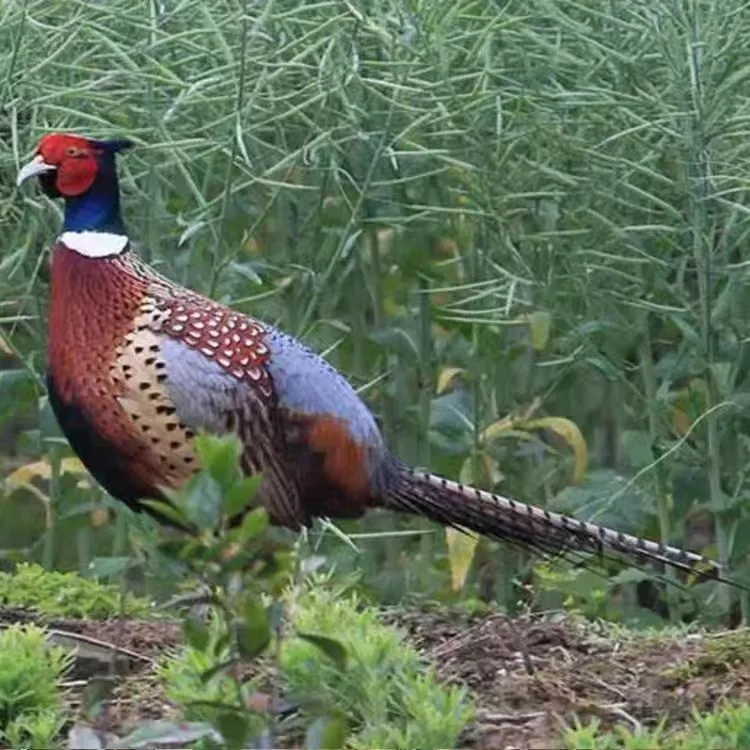 4只{1只公鸡3只母鸡}散养七彩山鸡顺丰发货，包邮包活到家