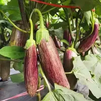 【满五包包邮】竹丝茄种子花茄种子秧苗正宗耐热茄种高产抗病春季