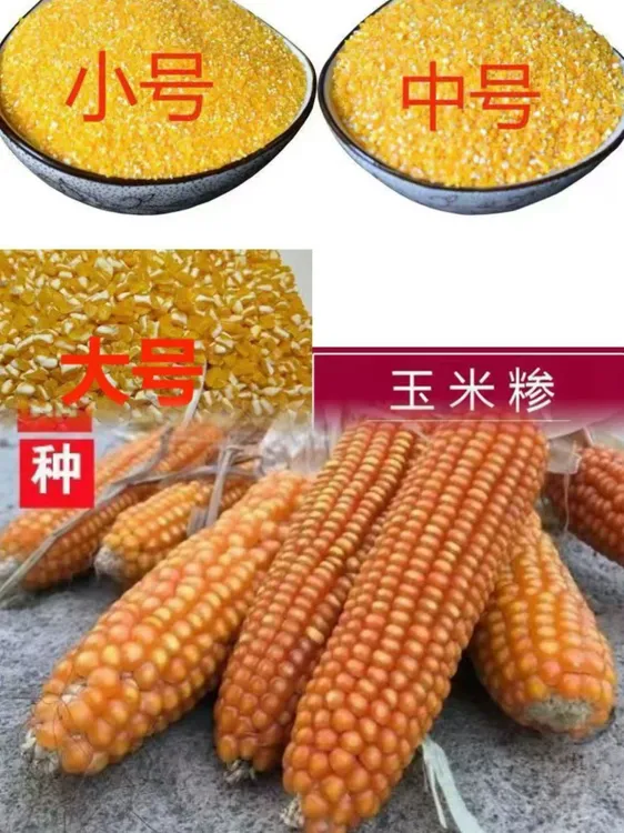 （非种子）陕南农家老品种玉米大糁子3斤5斤非转现磨玉米碴子