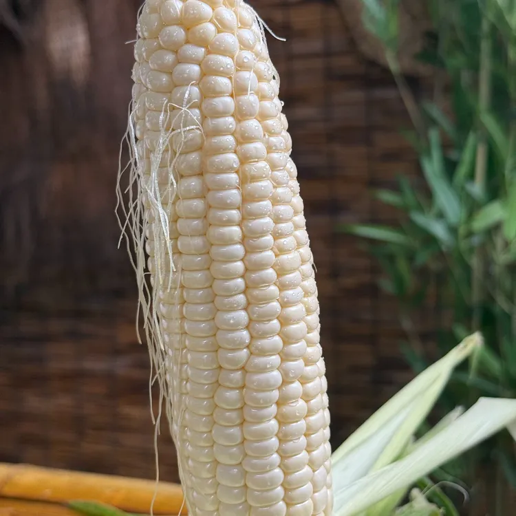 顺丰包邮桂东高海拔爆浆奶香甜玉米