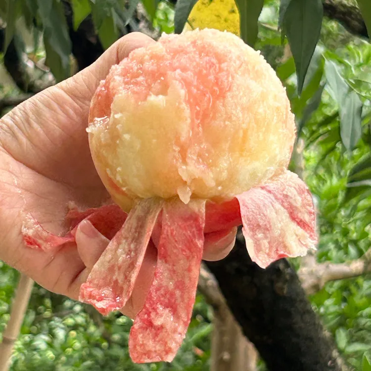 润宁晚湖景水蜜桃龙泉驿【顺丰包邮】肉香汁多可撕皮甜度高新鲜桃子