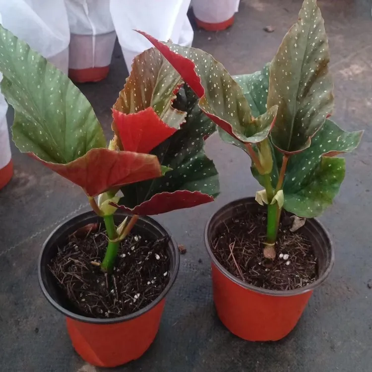 竹节海棠花卉盆栽大叶斑点易活四季阳台观叶秋海棠木本绿植物好养