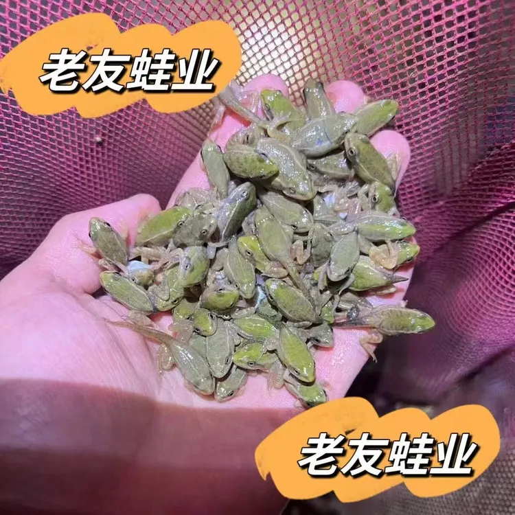 【直播专享整包装】干冰保鲜雷龙冷冻稻田小青蛙高蛋白长帆神器新鲜