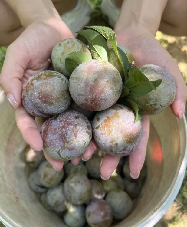 正宗翁源三华李新鲜采摘脆甜爽口当季水果卜卜专属