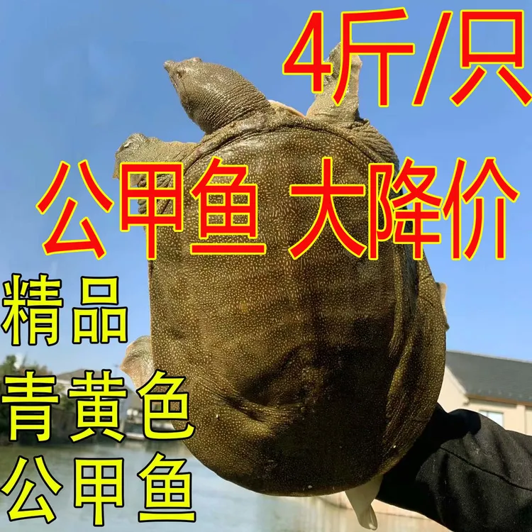 4斤1只 青黄色黄油 公甲鱼鲜活 外塘散养新鲜水鱼团鱼王八中华鳖