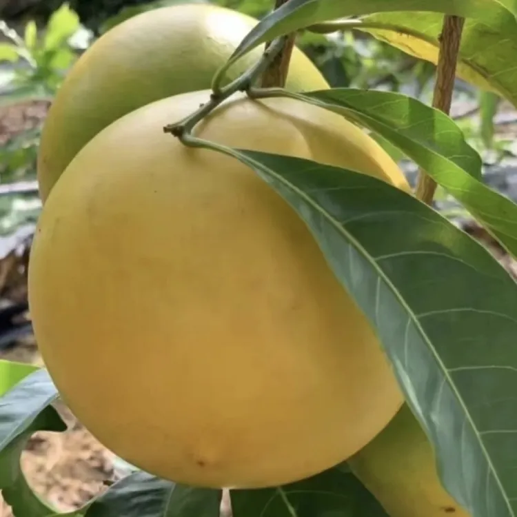 黄晶果/汤臣一品系列/蜜香蜜甜/无果胶不粘嘴/皮薄肉厚水果界燕窝