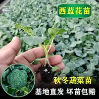 秋冬西兰花苗有机松花菜苗西蓝花苗秋冬青梗松花菜大苗蔬菜苗批发