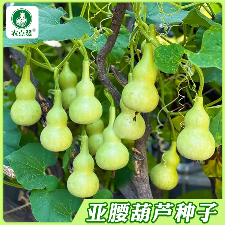 亚腰葫芦种子 爬藤一串铃亚腰葫芦子庭院易种蔬菜种子大全家用