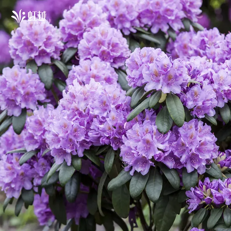 虹越进口高山杜鹃盆栽庭院花园多年生耐寒花灌木常绿杜鹃花小苗