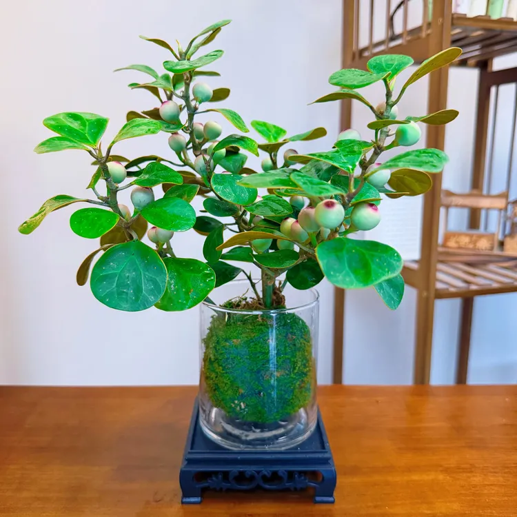 特A小盼菩提【15-20果起  】带底座植物带盆带果四季观叶办公室绿植