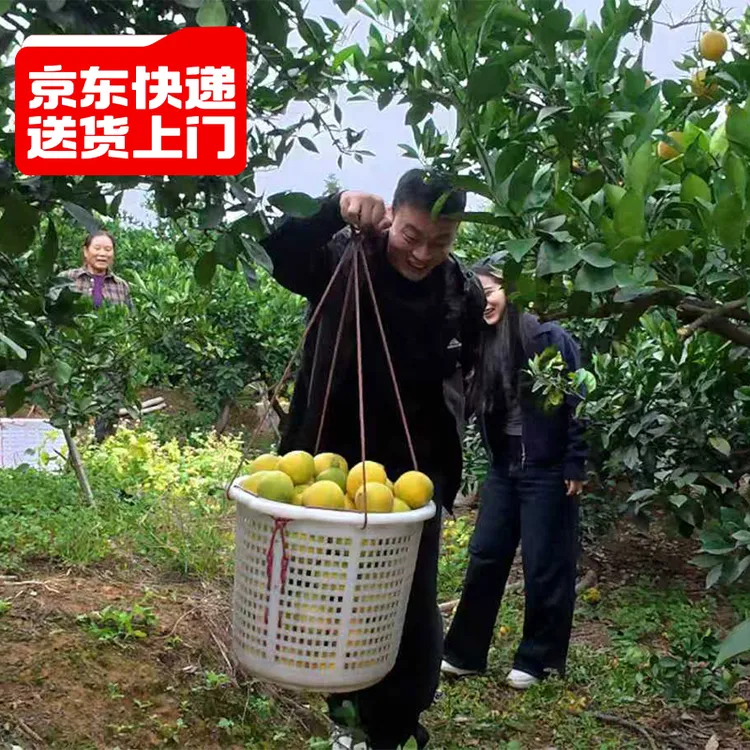 【京东快递】正宗江西新鲜赣南脐橙4.5/9斤橙子产地送开果器QT【ZY】