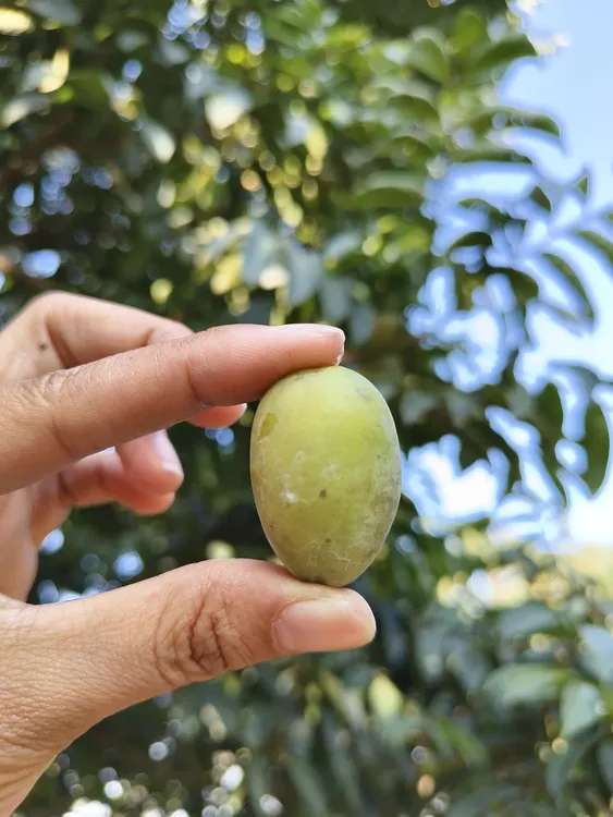 新鲜采摘当季老树橄榄金灶特产纳种生吃回甘酥甘香1斤装包邮