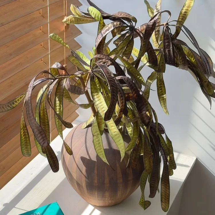 云南鲜花扁豆鲜切花高品质小众花材可做干花花期长氛围感好
