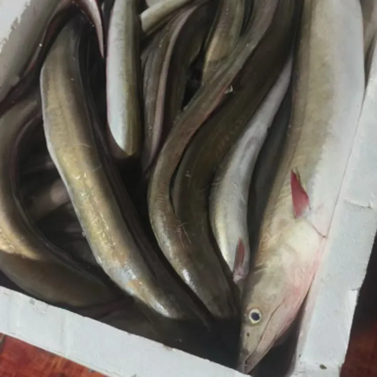 野生鳗鱼肉质鲜嫩顺丰冷链包邮来自渤海深海海域