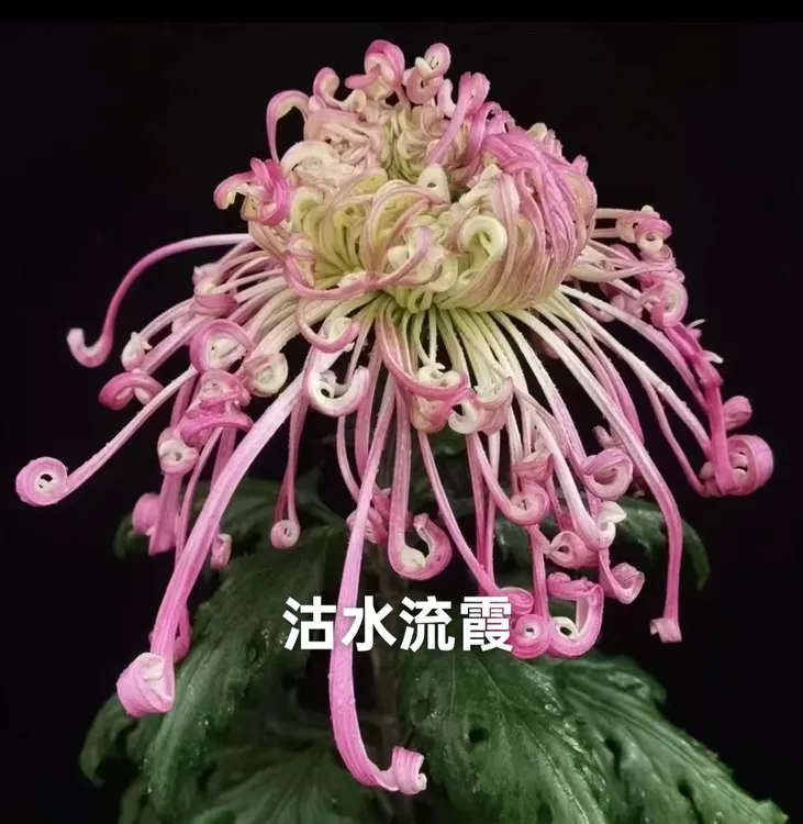 【带花苞】九月大花菊-沽水流霞大花型阳台庭院好养护