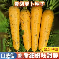 【满5包/包邮】齐头黄胡萝卜种子可生吃的黄色水果萝卜春秋冬播种籽