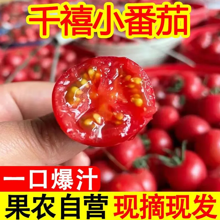 【攀枝花千禧小番】正宗四川茄高山新鲜圣女果樱桃番茄千禧小番茄