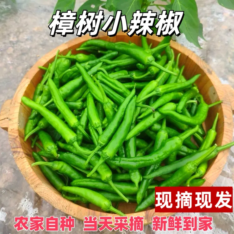 【微辣】樟树薄皮辣椒新鲜富晒辣椒现摘现发农家自种微辣青辣椒