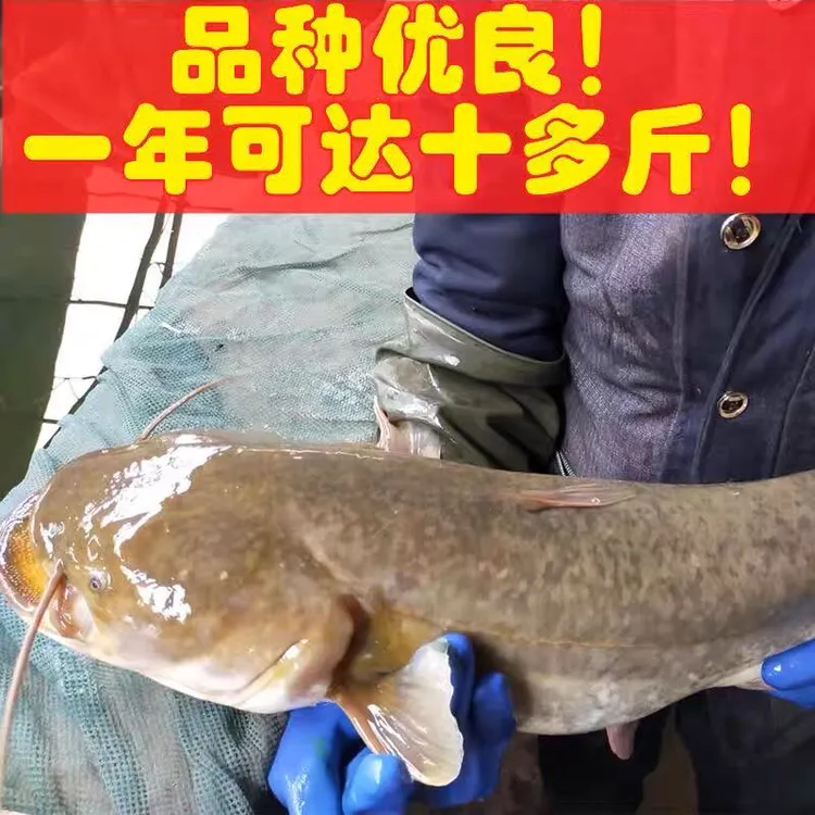 【正品】大口鲶南方2须大口鲶鱼金边耐寒水族活体鱼宠物鱼