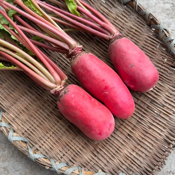 四川新鲜红皮萝卜泡菜专用红皮白心可腌制可生吃