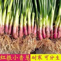 【满五包包邮】红根小香葱种子红葱头小香葱籽四季农家阳台蔬菜种孑