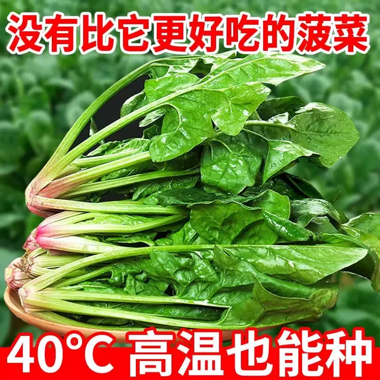 大叶菠菜种子耐寒耐热趴地菠菜耐抽苔蔬菜种籽圆叶种孑四季高产