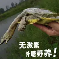 生猛外塘特价甲鱼水鱼团鱼老鳖，外塘，外塘，外塘重要的事情说三遍