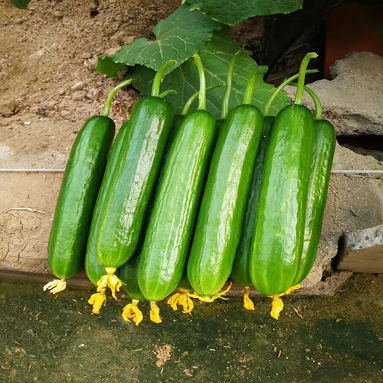【精选果】水果黄瓜荷兰黄瓜新鲜现摘无刺脆嫩绿心水果产地直发包邮
