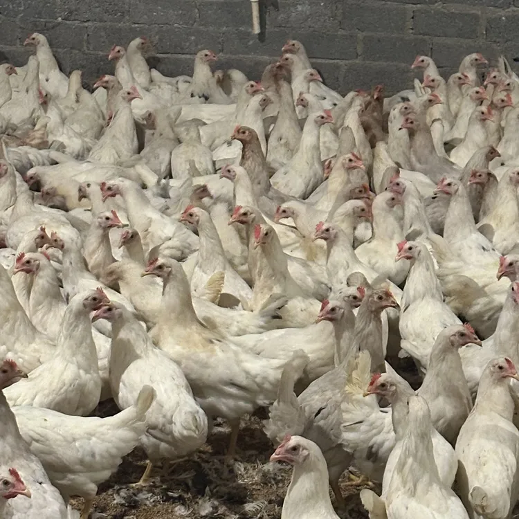 宠物鸡 顺丰快递 4只 海兰灰