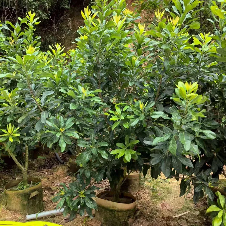 一物一拍可地栽可盆栽的黑炭