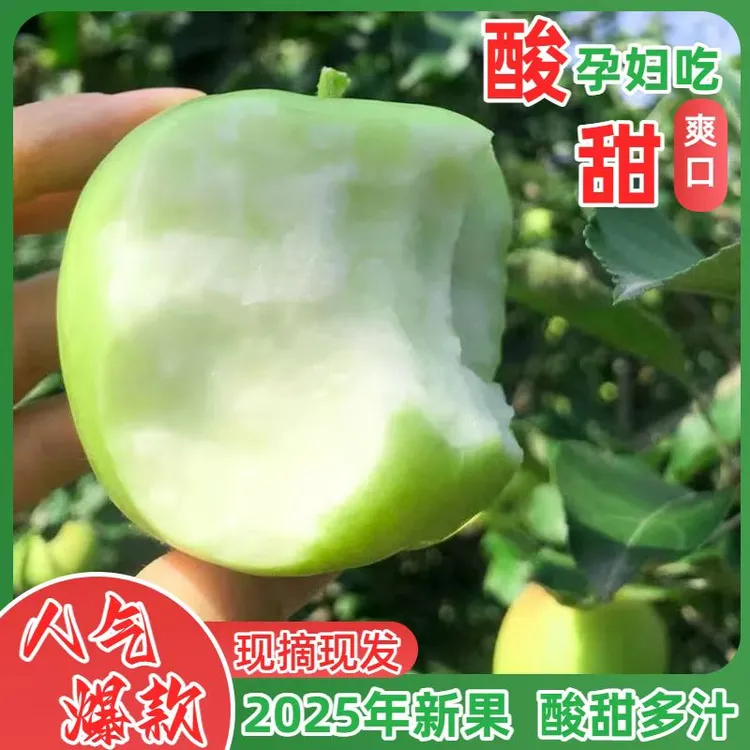 自家果园新鲜青苹果现摘现发酸甜可口坏果包赔小青