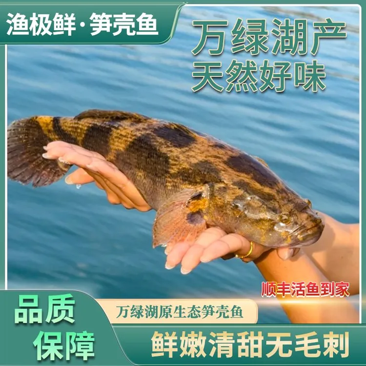 【渔极鲜】万绿湖黄金大竹壳-云斑尖塘鳢笋壳鱼虎头鱼新鲜活发顺丰