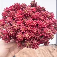 【超大盆转运珠】带盆带土发 多肉植物 新手好养 