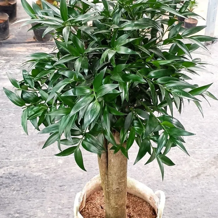 长寿兴旺竹柏盆栽室内驱蚊植物四季常青好养易活养不死的室内绿植