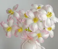 【云舍花卉】【方德】【萌动】郁金香 全场满两单及以上鲜花包邮发货