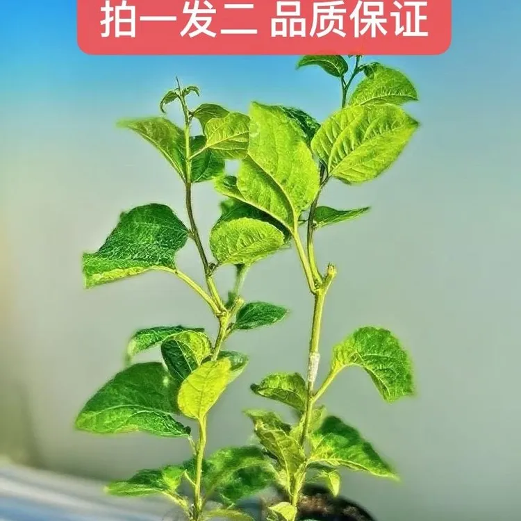 广西正宗黄金9号嫁接苗四季爬藤不断南北方可种