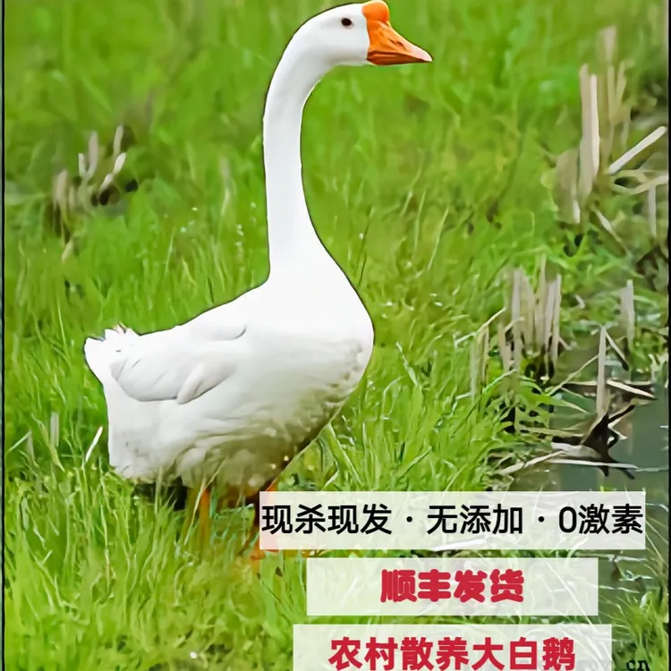 农家散养大白鹅带心肝血带头掌翅肉质紧实顺丰发货
